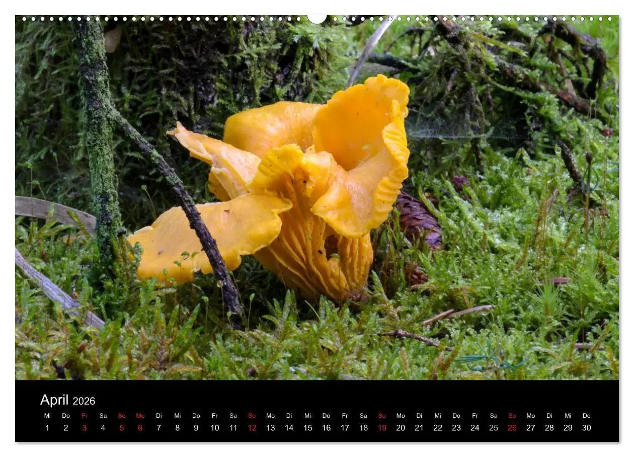 Bild: 9783516087567 | Pilze in Wald und Flur (Wandkalender 2026 DIN A2 quer), CALVENDO...